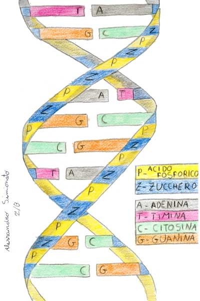 La riproduzione cellulare